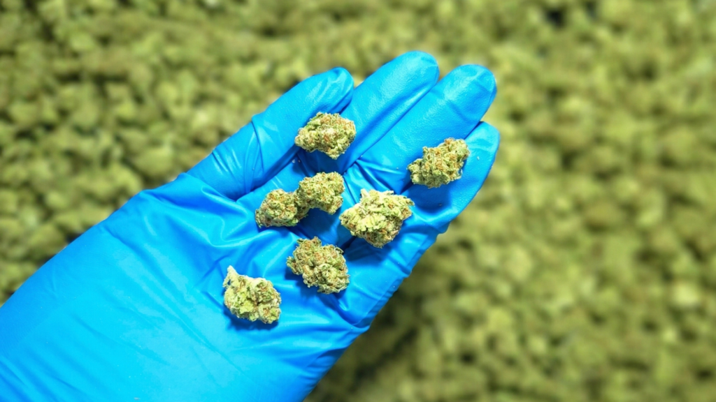 flor popcorn carrusel 1